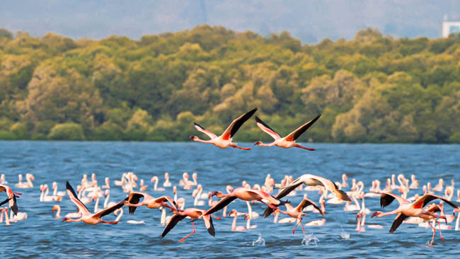 Wetlands - Miracles in Mumbai An EPIC Original To Celebrate World Wetlands Day