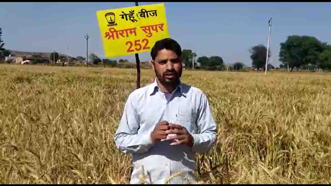 Shriram Super 252 & 111 wheat gives farmers in Rajasthan higher yield