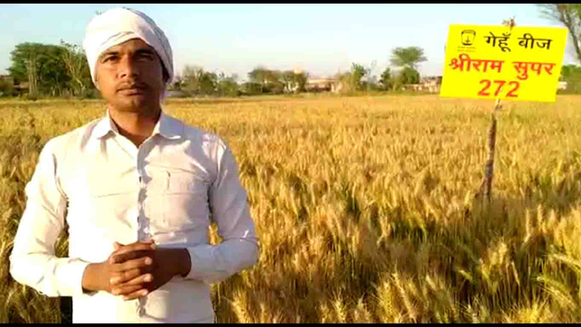 Shriram Super 252 & 272 wheat gives farmers in Rajasthan higher yield