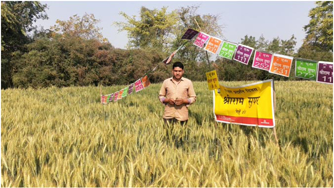 श्रीराम सुपर 111 और 1-एसआर-14 गेहूं बीज राजस्थान के किसानो को दे रहा है बेहतर उत्पादकता