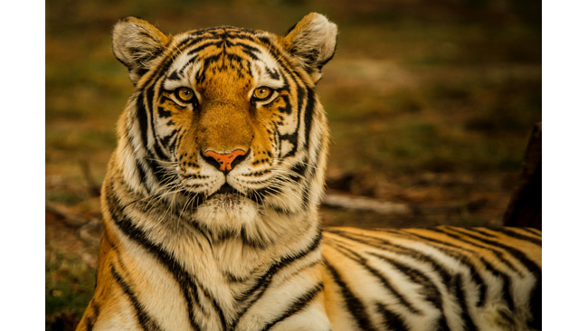 This International Tiger Day, learn how to create a safer planet for our striped friends with Sony BBC Earth’s shows