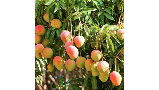 Anandana- The Coca-Cola India Foundation and Gram Unnati Launch “Project Unnati Mango” to Promote Sustainable Mango Cultivation in Karnataka
